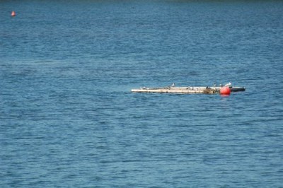 DSC_8771.JPG (70.33 Kio) Vu 10490 fois Le radeau à sternes