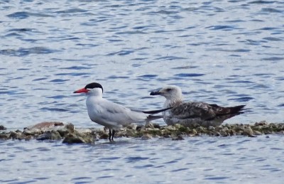 sternecaspienne2017courcelles76dbred.jpg (138.15 Kio) Vu 2709 fois Sterne caspienne (sterna caspia) Daniel Basley