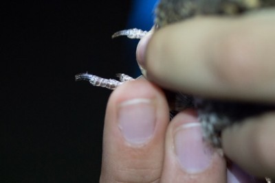 le peigne de l'ongle de l'engoulevent au rôle obscur