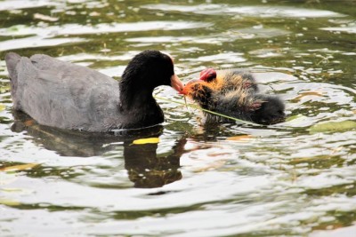 3. Nourrissage F. macroule (Ph. Marie delasalle).JPG (117.24 Kio) Vu 28588 fois Nourrissage de foulque macroule (Alexandrine Delasalle)