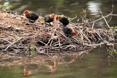 2. Poussins foulque macroule.JPG (165.01 Kio) Vu 33864 fois Poussins de foulque macroule (Alexandrine Delasalle)