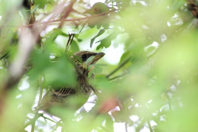 le jeune à queue courte dans la haie (photo Maëva Dufour)