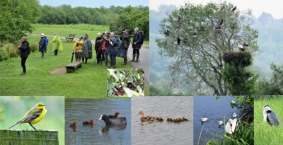 Au marais de Villers/Blonville : « Eh oui, regardez, elle [la Poule d’eau] niche là, dans l’arbre ! » ;  nichées de Cigogne blanche et de Grand cormoran, dans le même alignement – Bergeronnette printanière, petits de Foulque macroule, Canard colvert et de Cygne tuberculé ; Héron cendré