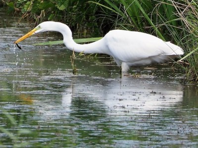 Grande aigrette (Ph. Jean Thieser)