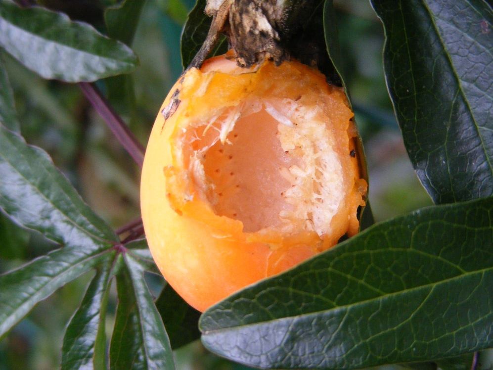 Fruit attaqué par un oiseau.JPG