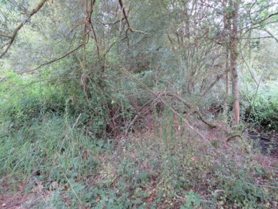 Dans ce fouillis végétal se trouve une clôture...