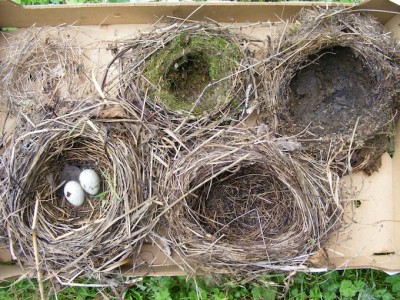 Cinq des 6 nids repérés. L'un des deux nids de merle contient encore deux oeufs prédatés (rongeur?)