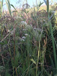 grande berle Sium latifolium