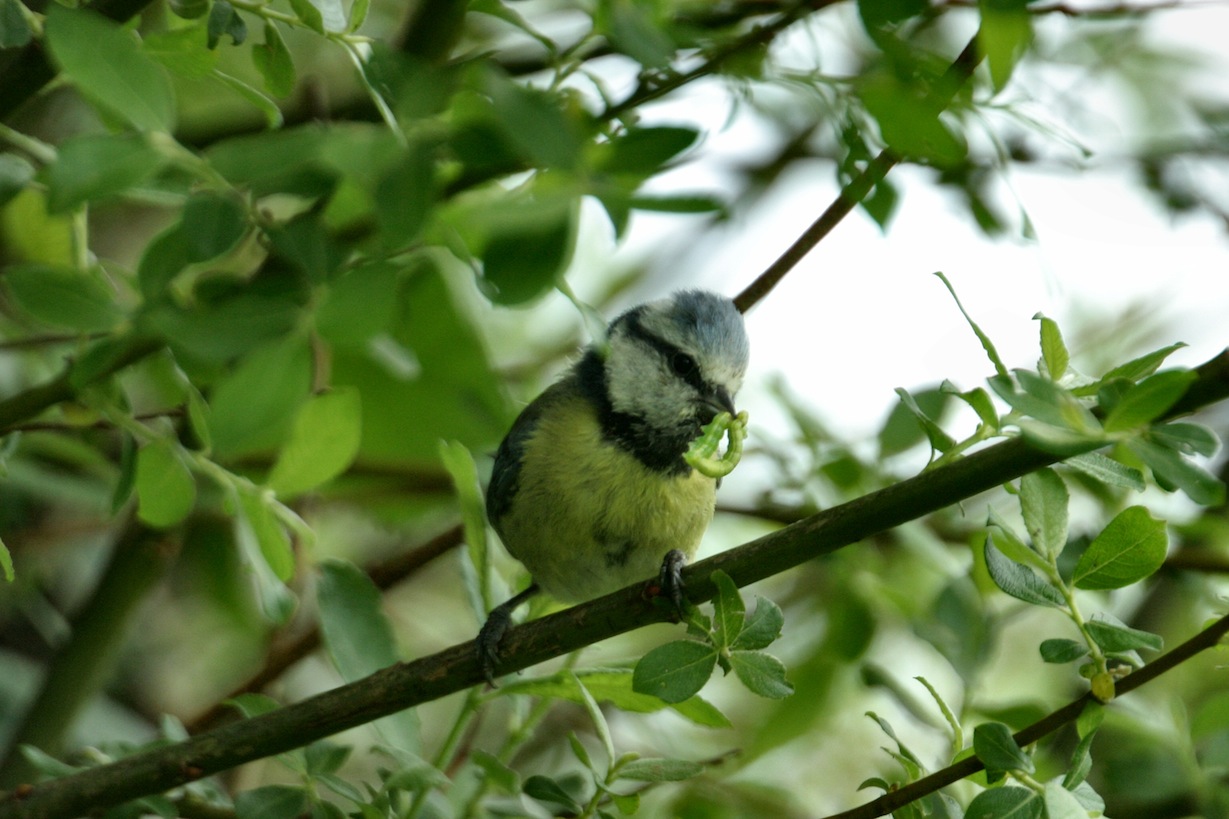 Mésange bleue et chenille.jpg