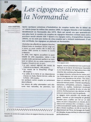 Etudes normandes N°1 : cigognes normandes