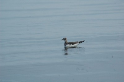 Mouette de Sabine juvénile (P. Gachet)