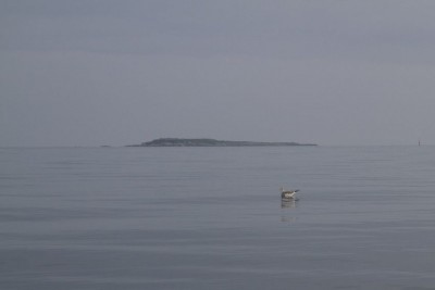 Mouette de Sabine,  île de Terre à l'arrière-plan (F. Letellier)