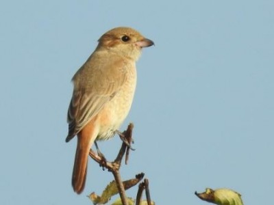 PG isabelle.JPG (29.46 Kio) Vu 20266 fois Photo J-A LENEGRE