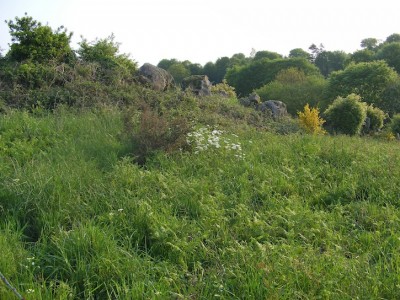 Derrière les buissons sur granite, la parcelle à sarrasin.