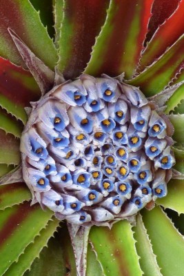 Fascicularia bicolor