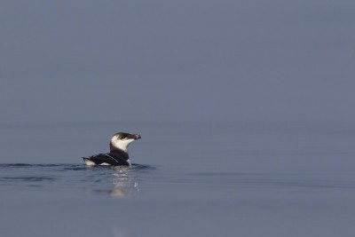 Pingouin torda (F. Letellier)