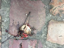 tête de bécasse des bois devant le parvis de la cathédrale de Bayeux