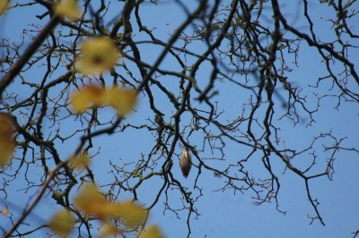 Quel est cet oiseau? La réponse est dans le texte ci-dessus.