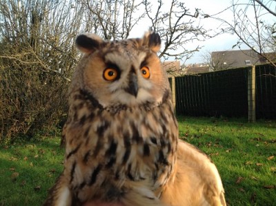 hibou moyen duc.JPG (112.73 Kio) Vu 137346 fois hibou moyen duc