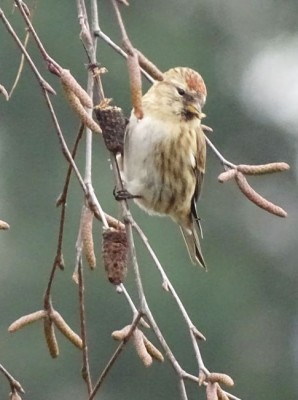 sizerincabadb4122017copie.jpg (61.17 Kio) Vu 19805 fois Cabaret ou flammé (Daniel Basley)