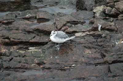 Phalarope à bec large à pied : on distingue bien la palmure lobée des pattes (P. Gachet)