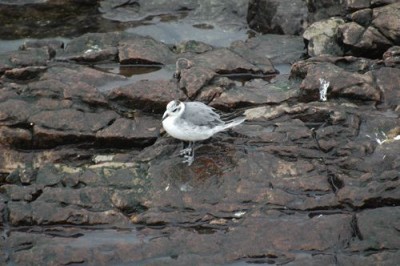 DSC_9229.JPG (73.83 Kio) Vu 12509 fois Phalarope à bec large à pied : on distingue bien la palmure lobée des pattes (P. Gachet)