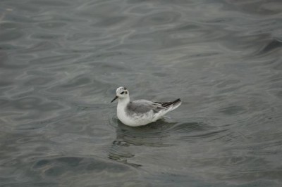 Phalarope à bec large sur l'eau (P. Gachet)