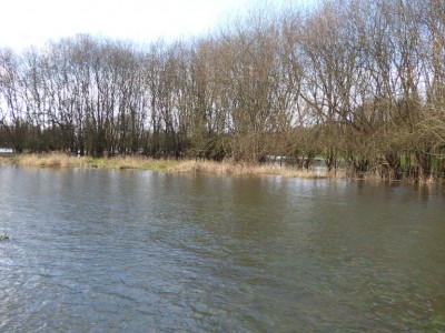 bosquet de saules et baldingère au milieu de la réserve