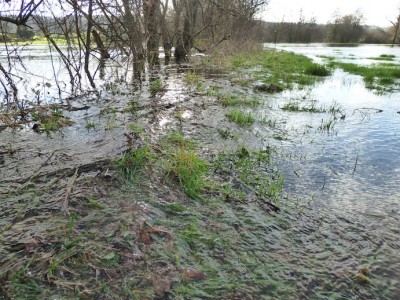 Le bourrelet de rive retient l'eau du fleuve (à gauche) et retarde sa sortie sur le lit majeur (à droite) : la ripisylve fixe ce bourrelet