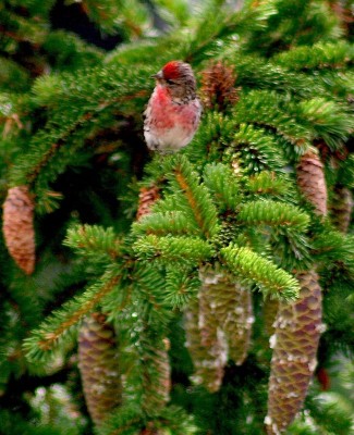 Sizerin lequel _.jpg (122.34 Kio) Vu 9785 fois sizerin des Alpes