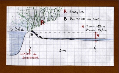 Le bourrelet de rive fixé par la ripisylve joue un rôle ralentisseur