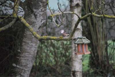 gbcnmachennevière.JPG (217.67 Kio) Vu 4752 fois Grosbec leucique (Marie-Ange Chennevière)