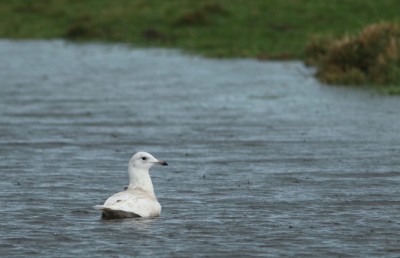 GAAB.jpg (202.8 Kio) Vu 19209 fois Goéland à ailes blanches ( Alain Verneau)