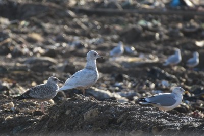 Goéland à ailes blanches (François Leclerc)