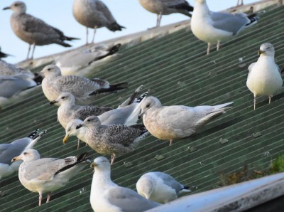 Goéland à ailes blanches au centre (François Leclerc)