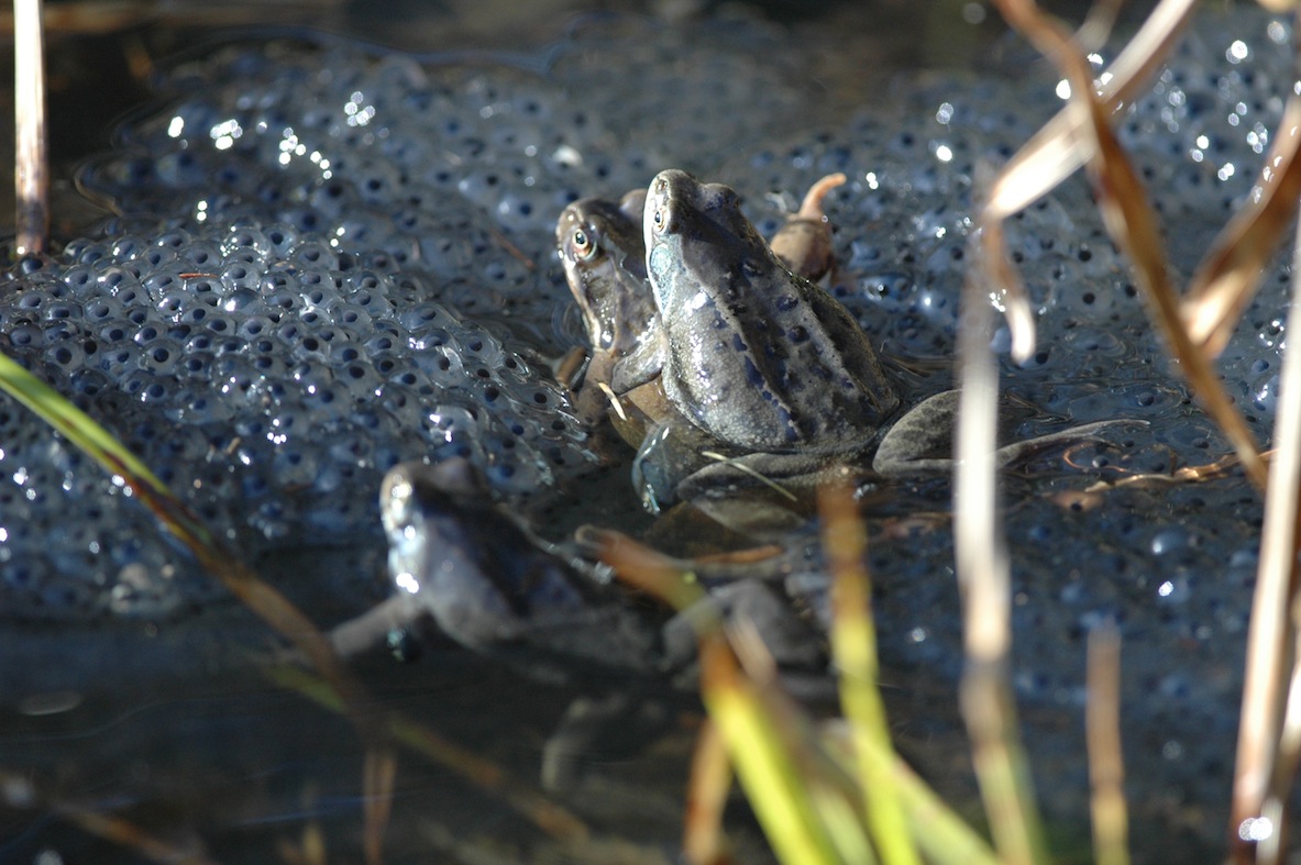 grenouille rouss_20080207_3 Esquay Seulles.JPG