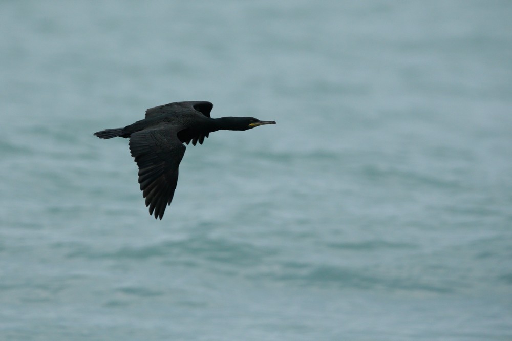 cormoran1400.jpg