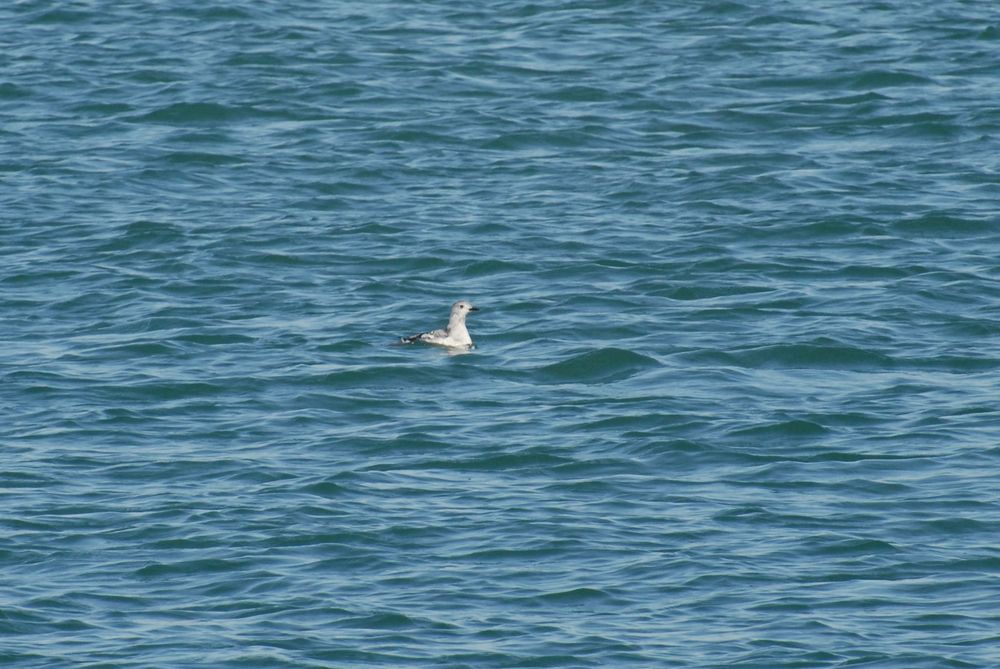 Guillemot à miroir (Ph. Gachet)