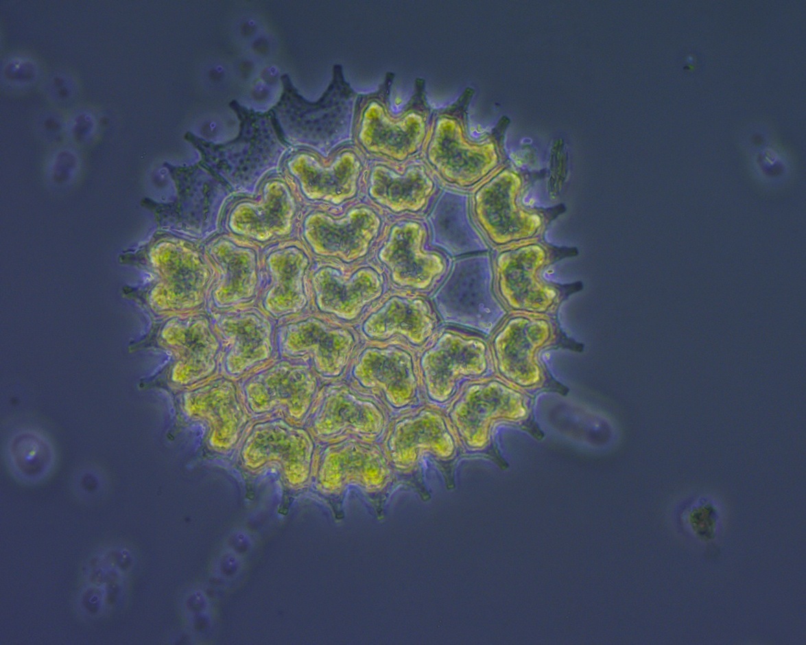 Pediastrum boryanum  St M. de M. JCO leg.jpg