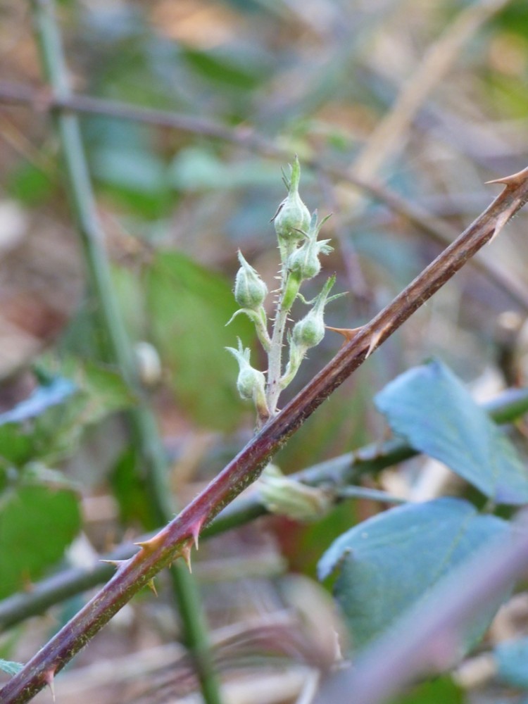 Hiver 2017-2018 décalé : boutons floraux de ronce le 22 février