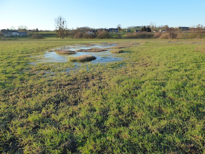 En amont, l'inondation plus brève a laissé l'herbe verte et le bras mort en eau (claire)