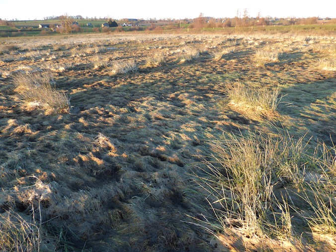 Prairie un peu steppique...