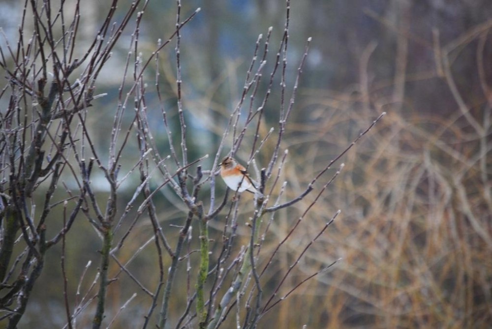 Oiseau inconnu.JPG