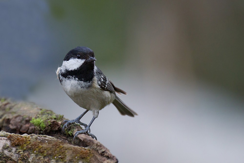 Mésange noire , Jacques Rivière.jpg