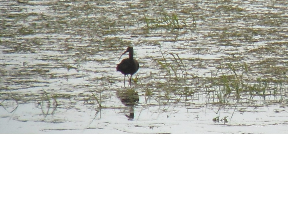 Ibis falcinelle Dives 130318.JPG