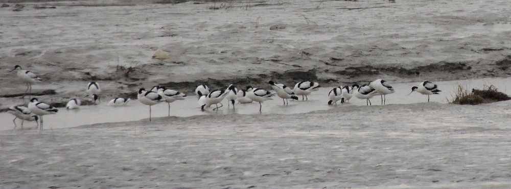 avocette.JPG