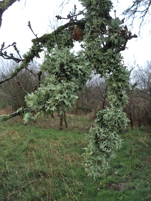 Lichens marqueurs de pollution : air pur probable ici!