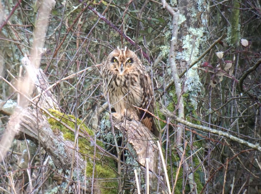 Hibou des marais.JPG