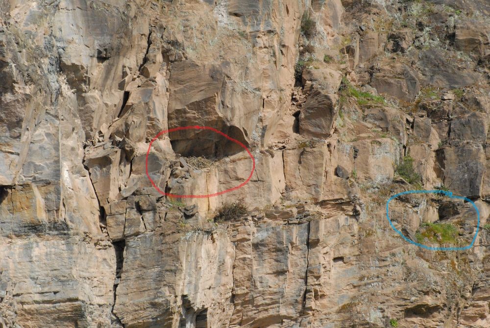 La première construction de grand corbeau entourée de rouge et la femelle de pèlerin couvant entourée de bleu.