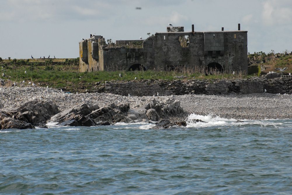 Ile de Terre : goélands marins et argentés sont  positionnés sur les nids. Les grands cormorans construisent et paradent. C'est dans les casemates du fort que nichent les cormorans huppés.